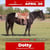 Horse ad