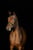Horse ad