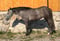 Horse ad