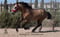 Annonce cheval