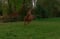 Horse ad