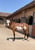 Horse ad