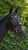Horse ad