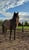 Annuncio cavallo