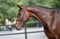 Annuncio cavallo