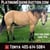 Horse ad