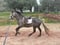 Annuncio cavallo