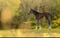 Annonce cheval