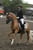 Horse ad