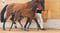Horse ad