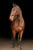 Annonce cheval