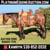 Horse ad
