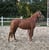 Annuncio cavallo