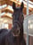 Horse ad