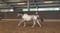 Horse ad