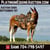 Horse ad