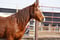 Annonce cheval