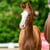 Annuncio cavallo