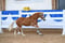 Annuncio cavallo