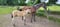 Horse ad