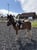 Annuncio cavallo