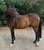 Annuncio cavallo