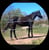 Horse ad