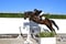 Annuncio cavallo