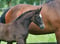 Annuncio cavallo
