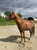 Horse ad
