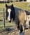 Horse ad