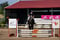 Horse ad