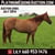 Annuncio cavallo