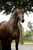 Annuncio cavallo