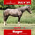 Horse ad