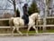 Horse ad