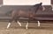 Horse ad