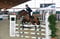 Horse ad
