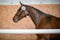 Annuncio cavallo