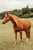Annuncio cavallo