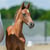 Horse ad