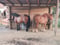 Horse ad