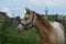 Annuncio cavallo