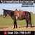Horse ad