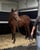 Horse ad