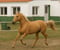 Annuncio cavallo