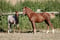 Annuncio cavallo