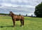 Horse ad