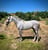 Horse ad