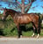 Horse ad